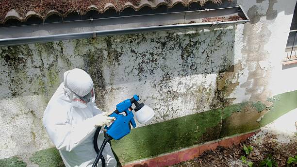 Mold Removal service in Oxon Hill